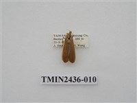 藏品(黃緣苔蛾)的圖片